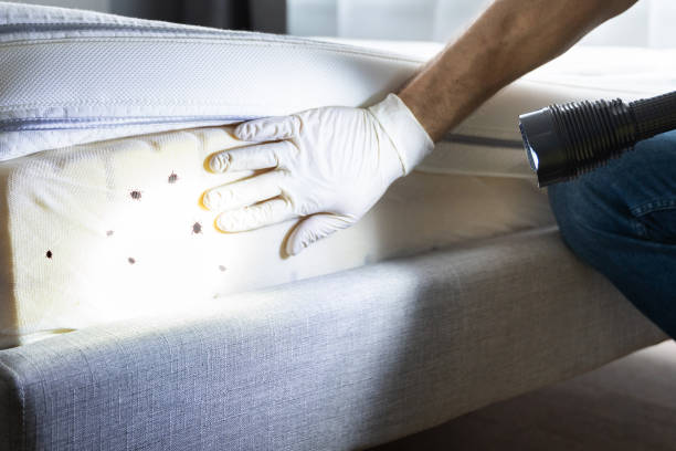Professional Pest Control in Plainedge, NY