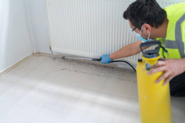 Best Wasp Removal Services  in Plainedge, NY